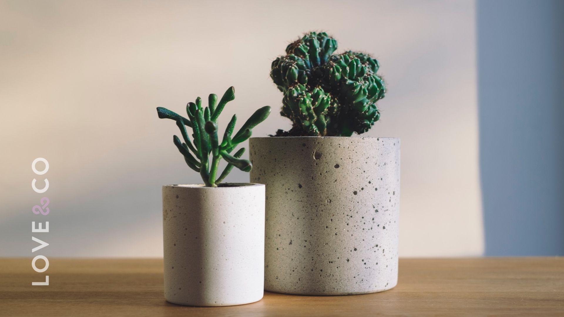 Business Feature - The Good Plant Co.